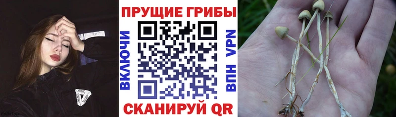 Галлюциногенные грибы Psilocybine cubensis  Нижние Серги 